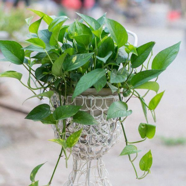 Trồng ngay 10 loại cây phong thủy trước nhà này gia chủ sẽ may mắn phát tài cả năm - 7