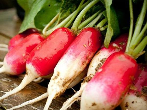 Tự trồng củ cải đỏ tại nhà vừa cho củ ngọt thơm lại trang trí nhà đẹp mắt - 2