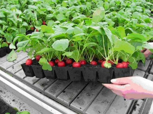 Tự trồng củ cải đỏ tại nhà vừa cho củ ngọt thơm lại trang trí nhà đẹp mắt - 6