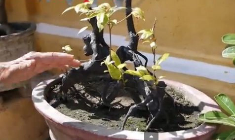 Vườn bonsai nhỏ xinh ở nhà cổ hội an 300 năm - 4