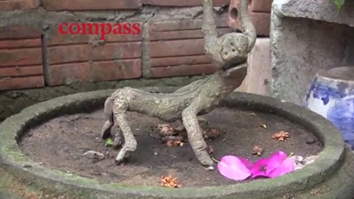 Vườn bonsai nhỏ xinh ở nhà cổ hội an 300 năm - 6