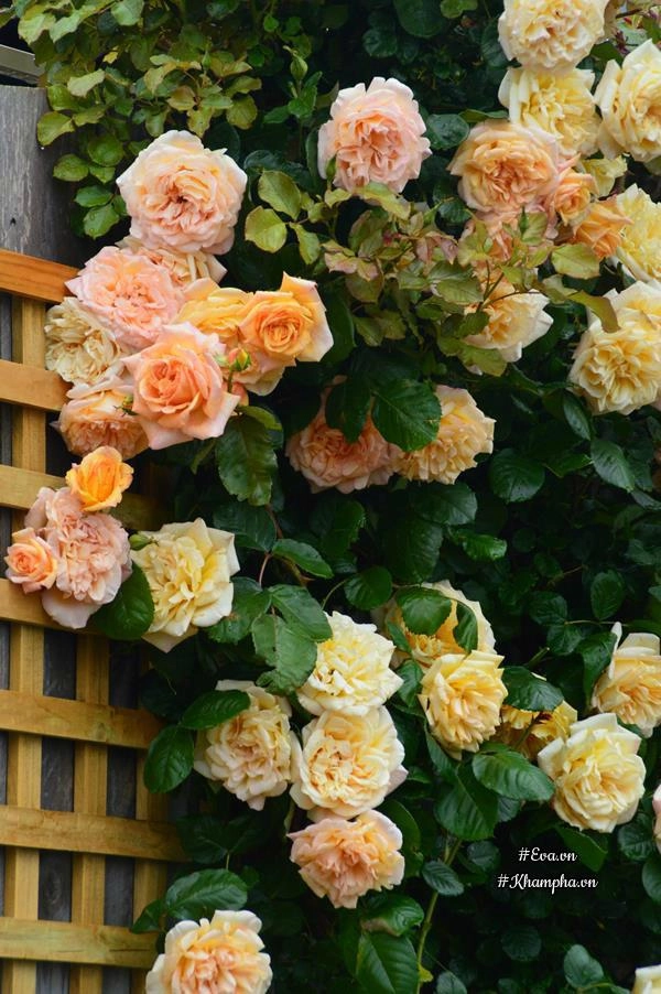 Vườn hoa hồng đẹp hơn tranh vẽ của mẹ việt ở úc - 7