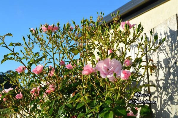 Vườn hoa hồng đẹp hơn tranh vẽ của mẹ việt ở úc - 11