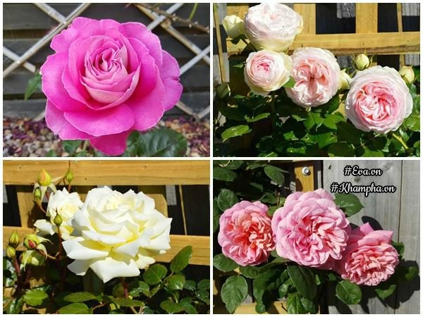 Vườn hoa hồng đẹp hơn tranh vẽ của mẹ việt ở úc - 17