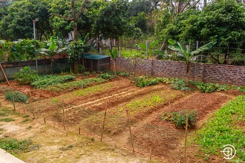 Vườn rau sạch mướt mắt trong căn biệt thự 2000m2 của ca sĩ việt hoàn - 2