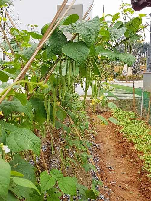 Vườn rau sạch mướt mắt trong căn biệt thự 2000m2 của ca sĩ việt hoàn - 5