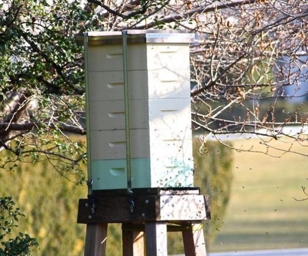 Vườn rau xanh của nữ chính khách tài sắc vẹn toàn - 6