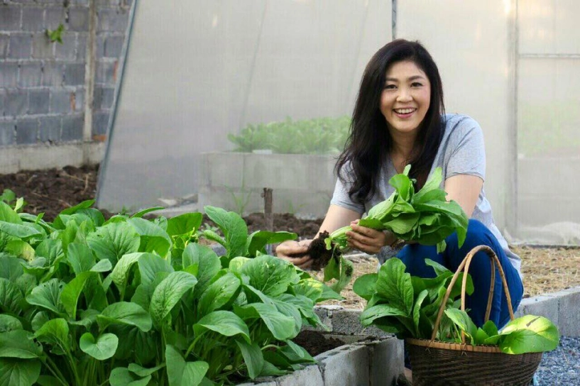 Vườn rau xanh của nữ chính khách tài sắc vẹn toàn - 11