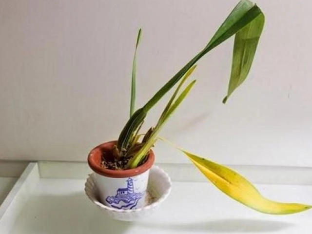6 kiểu nhà phong thủy đại cát chủ nhà mà làm kinh doanh thì phất nhanh như diều gặp gió - 4