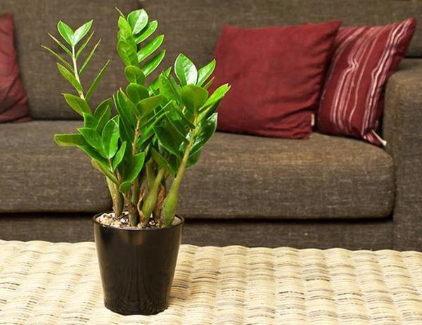 6 vật phẩm phong thủy hút tài lộc nghèo tới mấy cũng dễ giàu sang phú quý - 3