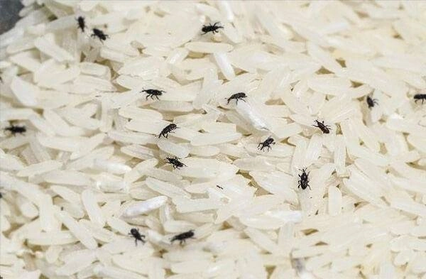 Âm thầm vùi nắm muối vào thùng gạo vợ hốt hoảng gọi chồng ra xem thành quả - 2