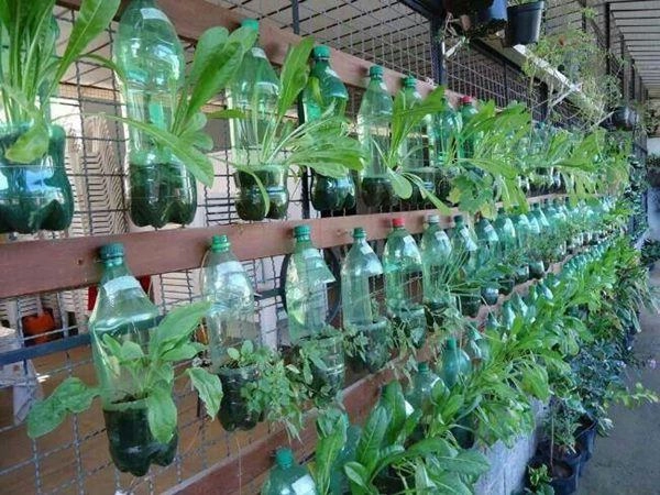 Bí quyết trồng cây từ vỏ chai nhựa không tốn 1 xu quanh năm vẫn có rau ăn đủ - 7