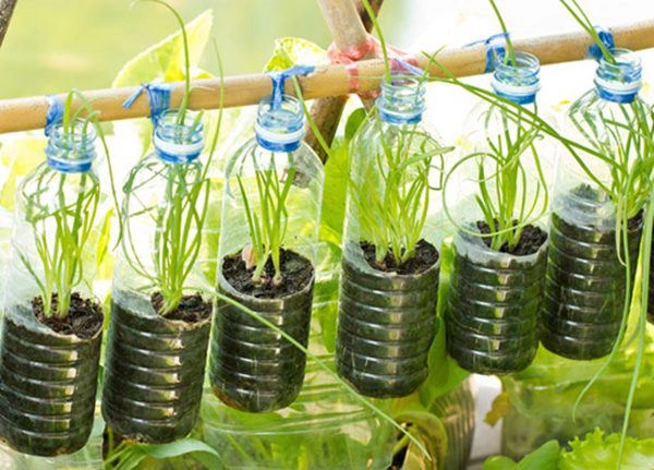 Bí quyết trồng cây từ vỏ chai nhựa không tốn 1 xu quanh năm vẫn có rau ăn đủ - 12