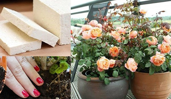 Bóp đậu phụ vùi xuống đất theo cách này 1 tuần sau cây lớn phổng như tiêm thuốc - 1