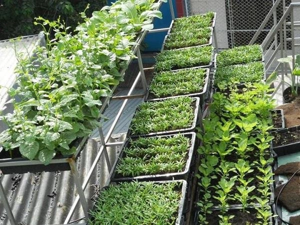 Bóp đậu phụ vùi xuống đất theo cách này 1 tuần sau cây lớn phổng như tiêm thuốc - 4