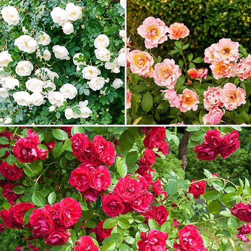 Các loài hoa hồng đẹp trên thế giới - 8