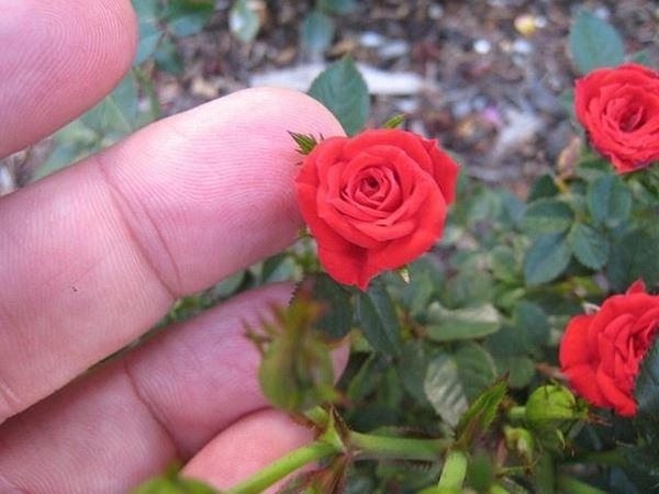 Các loài hoa hồng đẹp trên thế giới - 11