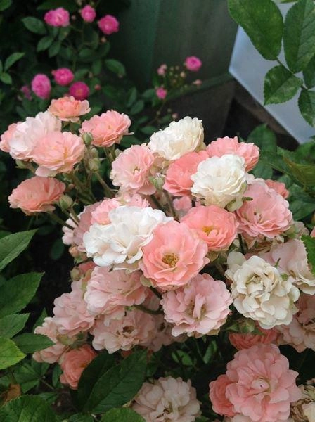Các loài hoa hồng đẹp trên thế giới - 13