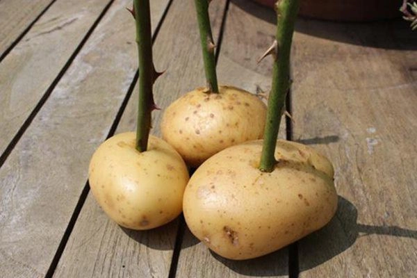 Cách hô biến 1 cành hồng thành 1 cây hoa ai nhìn cũng thán phục xin bí quyết - 2