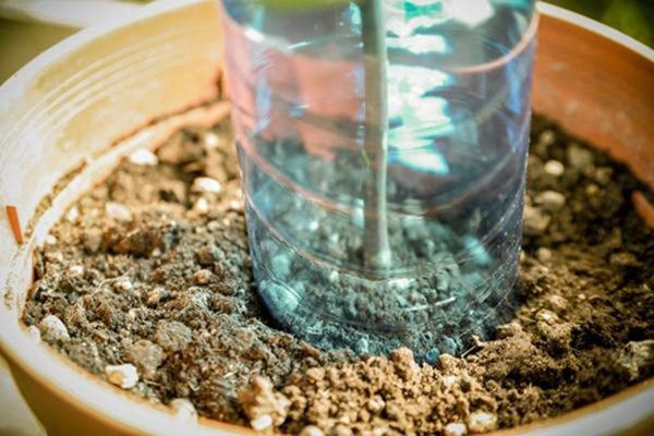 Cách hô biến 1 cành hồng thành 1 cây hoa ai nhìn cũng thán phục xin bí quyết - 3