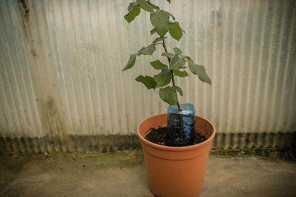 Cách hô biến 1 cành hồng thành 1 cây hoa ai nhìn cũng thán phục xin bí quyết - 4