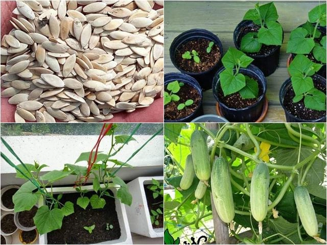 Cách trồng bầu trên sân thượng cho năng suất cả tạ lúc lỉu ăn không hết phải mang cho - 5