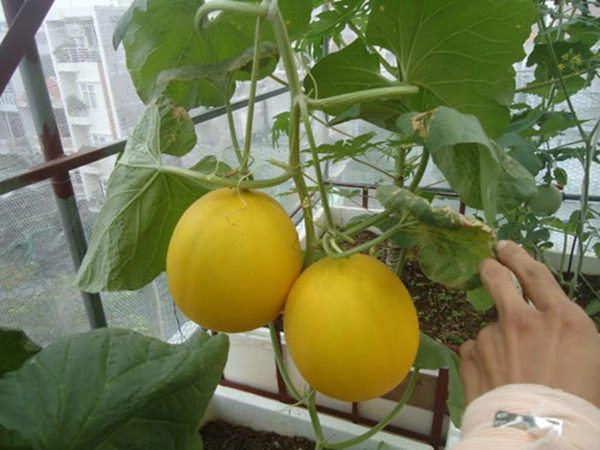Cách trồng dưa gang trong thùng xốp vàng rực góc nhà ai cũng tưởng rau đột biến - 1