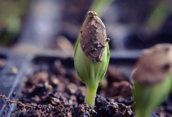 Cách trồng dưa gang trong thùng xốp vàng rực góc nhà ai cũng tưởng rau đột biến - 2