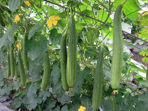 Cách trồng mướp trong thùng xốp cho quả vừa to vừa dài gấp 3 trồng mặt đất - 1