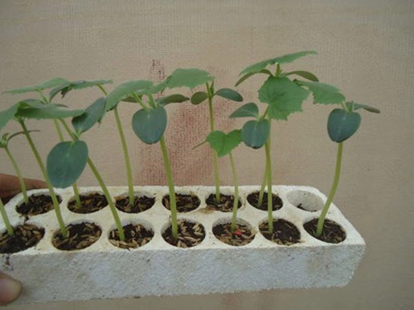 Cách trồng mướp trong thùng xốp cho quả vừa to vừa dài gấp 3 trồng mặt đất - 2