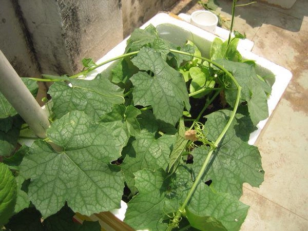 Cách trồng mướp trong thùng xốp cho quả vừa to vừa dài gấp 3 trồng mặt đất - 4