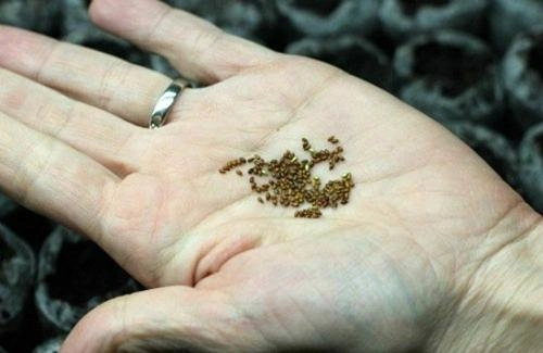 Cách trồng và chăm sóc hoa păng-xê từ hạt cho hoa nở đẹp như vẽ - 2