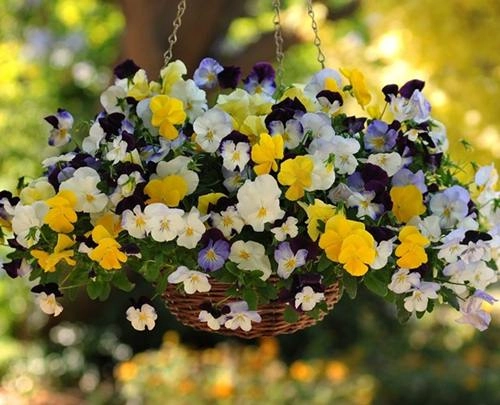 Cách trồng và chăm sóc hoa păng-xê từ hạt cho hoa nở đẹp như vẽ - 4