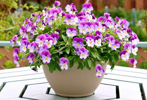 Cách trồng và chăm sóc hoa păng-xê từ hạt cho hoa nở đẹp như vẽ - 5
