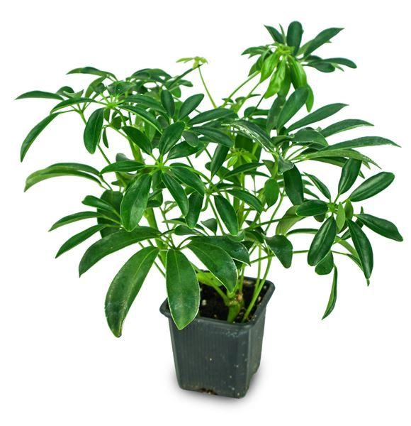 Cây ngũ gia bì ý nghĩa phong thủy và tác dụng tới sức khỏe - 1