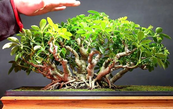 Cây ngũ gia bì ý nghĩa phong thủy và tác dụng tới sức khỏe - 2