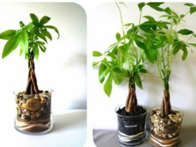 Cây ngũ gia bì ý nghĩa phong thủy và tác dụng tới sức khỏe - 4