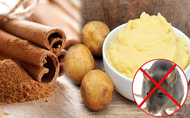 Chỉ cần úp ngược chiếc bát cũ bạn đã có ngay bẫy chuột vừa tiện vừa rẻ bèo - 8