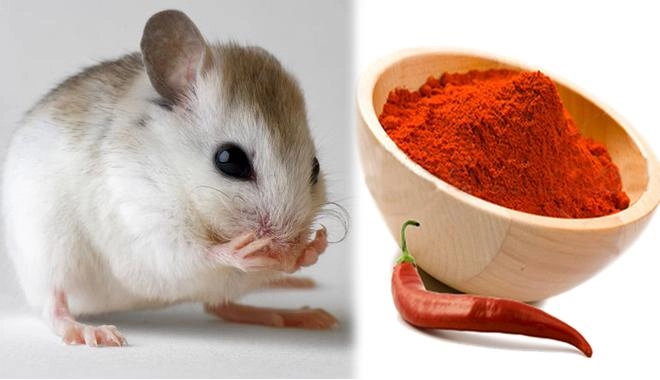 Chỉ cần úp ngược chiếc bát cũ bạn đã có ngay bẫy chuột vừa tiện vừa rẻ bèo - 9