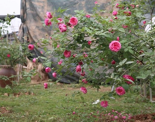 Chu vươn hông xinh đep tiêt lô bi quyêt tri bênh cho hoa - 1