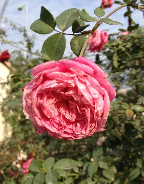 Chu vươn hông xinh đep tiêt lô bi quyêt tri bênh cho hoa - 2