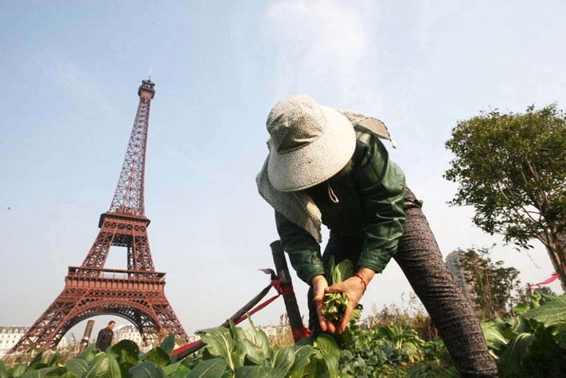 Dân trung quốc trồng rau xanh củ cải dưới chân tháp eiffel - 3