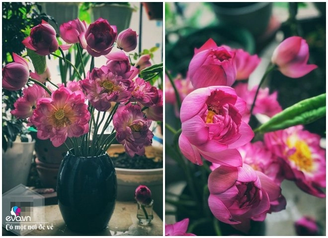 Lấy hết tiền mẹ giao mua thức ăn 8x hn mua hoa cắm tràn ngập nhà nào ngờ cái kết - 6