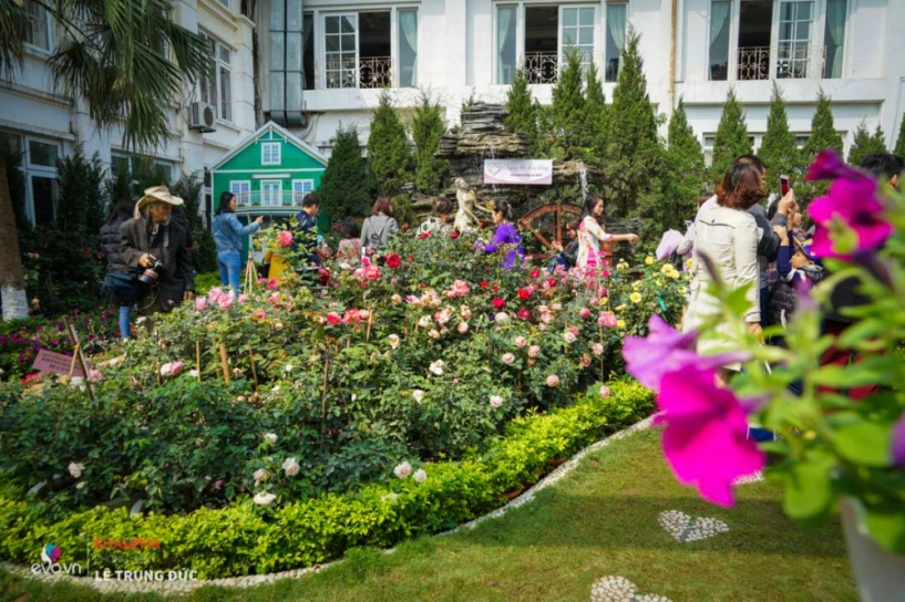 Lễ hội hoa hồng 2018 không còn hoa giả nhưng vẫn có nhiều cây hoa trăm triệu héo úa - 2