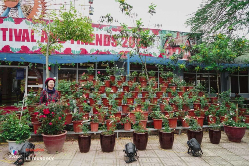 Lễ hội hoa hồng 2018 không còn hoa giả nhưng vẫn có nhiều cây hoa trăm triệu héo úa - 4