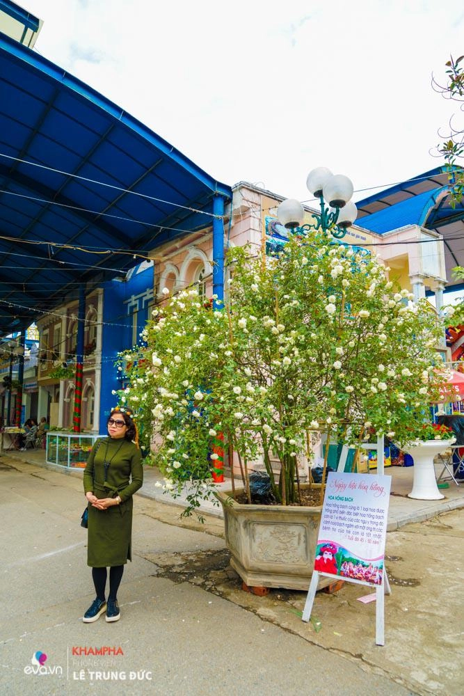 Lễ hội hoa hồng 2018 không còn hoa giả nhưng vẫn có nhiều cây hoa trăm triệu héo úa - 5