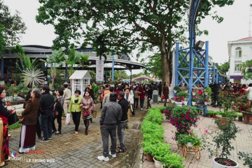 Lễ hội hoa hồng 2018 không còn hoa giả nhưng vẫn có nhiều cây hoa trăm triệu héo úa - 8