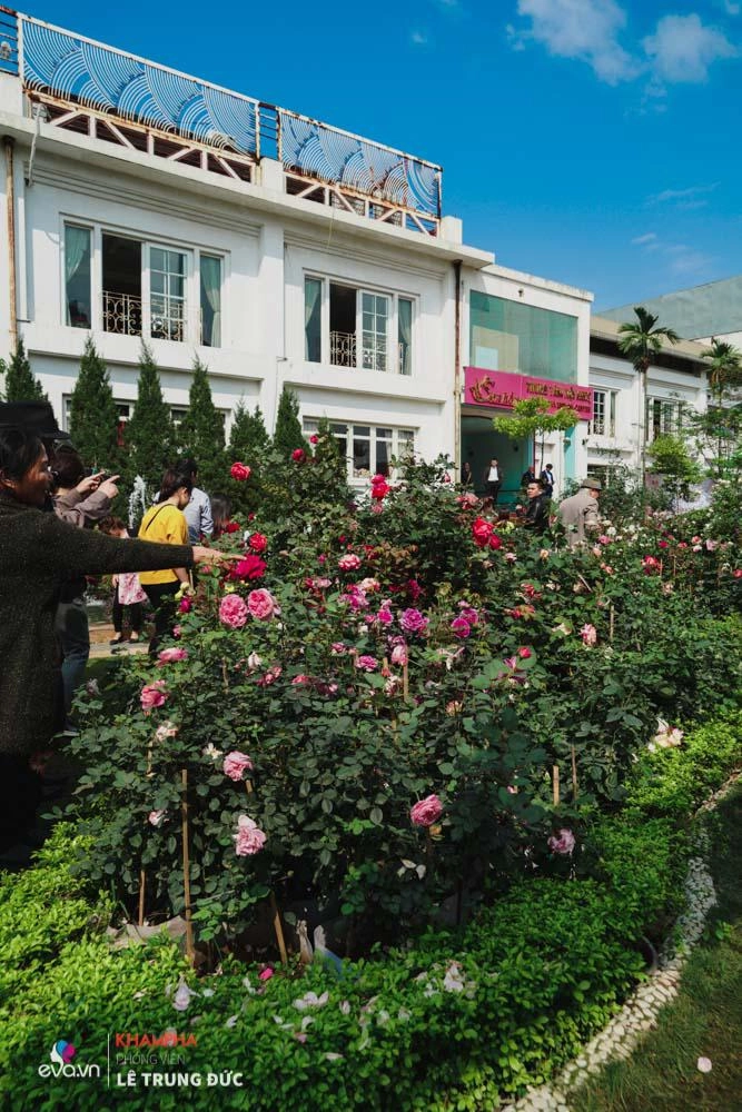 Lễ hội hoa hồng 2018 không còn hoa giả nhưng vẫn có nhiều cây hoa trăm triệu héo úa - 10