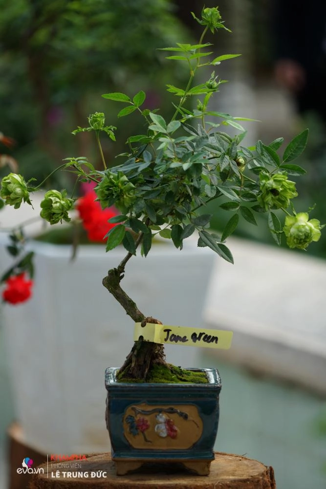 Lễ hội hoa hồng 2018 không còn hoa giả nhưng vẫn có nhiều cây hoa trăm triệu héo úa - 11