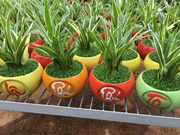Loại cây phong thuỷ chỉ cần có nước là sống vừa sạch không khí vừa hút tài hút lộc - 2